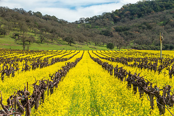 виноградник весной, напа, калифорния - vineyard sonoma county california panoramic стоковые фото и изображения