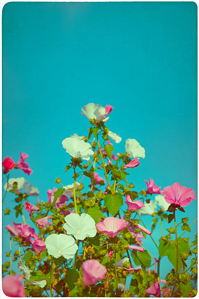 istock flower garden background 510591994