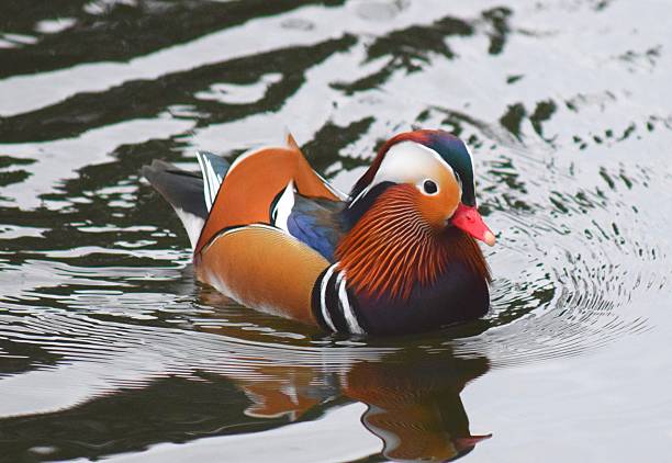 istock mandarin male duck swimming 510592444