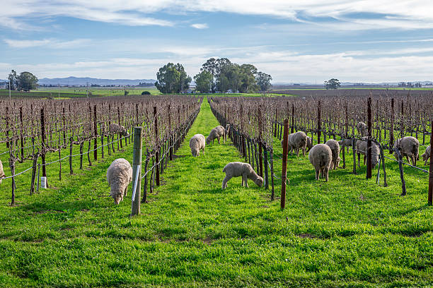 moutons dans le vignoble, napa, en californie - california panoramic crop field photos et images de collection
