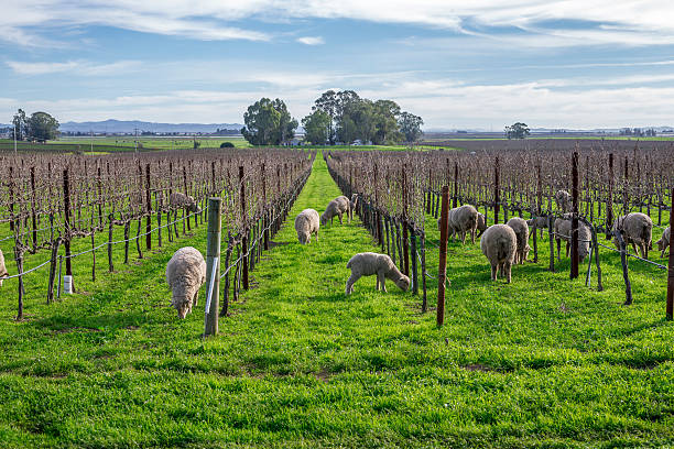 시프 있는 포도원입니다, 나파, 캘리포니아 - carneros valley napa valley vineyard california 뉴스 사진 이미지