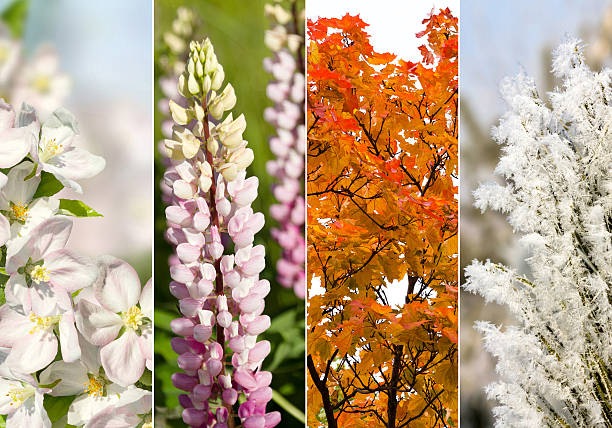 istock Collage of four seasons 510610356