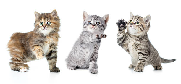 istock Set of various kittens with paw up isolated 510610710