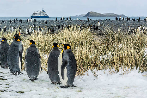 śnieg na król pingwinami, salisbury o na wyspa gruzja południowa - south sandwich islands zdjęcia i obrazy z banku zdjęć