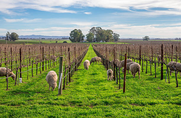 pecore nel vigneto, napa, california - carneros valley napa valley vineyard california foto e immagini stock