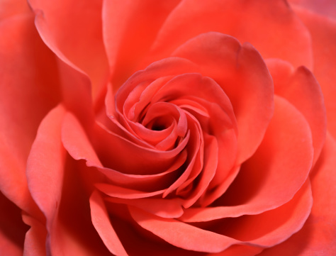 Primer plano de la flor rosa roja photo