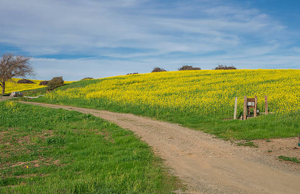 포도원입니다 봄, 나파, 캘리포니아 - carneros valley napa valley vineyard california 뉴스 사진 이미지