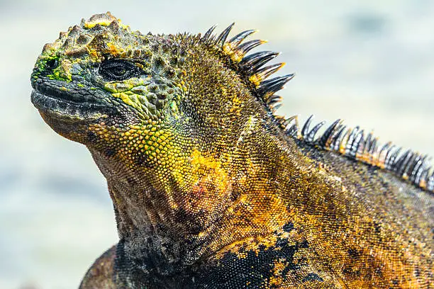 Galapagos marine iguana, Isabela island (Ecuador) 