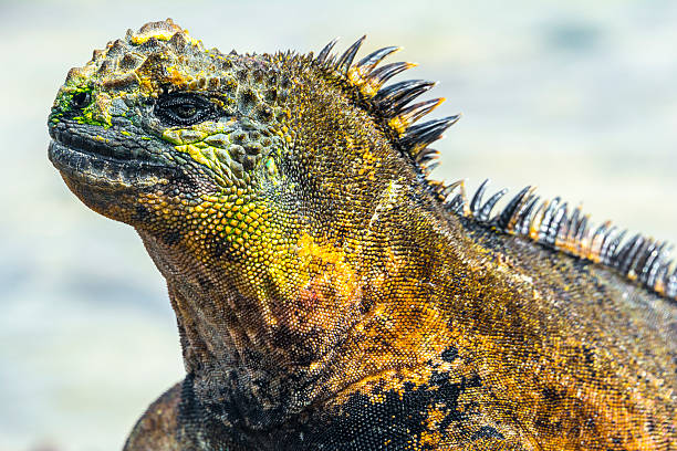 галапагосский морской игуана, исабела остров (эквадор - marine iguana стоковые фото и изображения