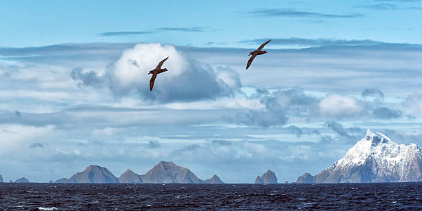 강설 덮힘 산 및 albatrosses, 사우스 조지아 도서지역 - south sandwich islands 뉴스 사진 이미지