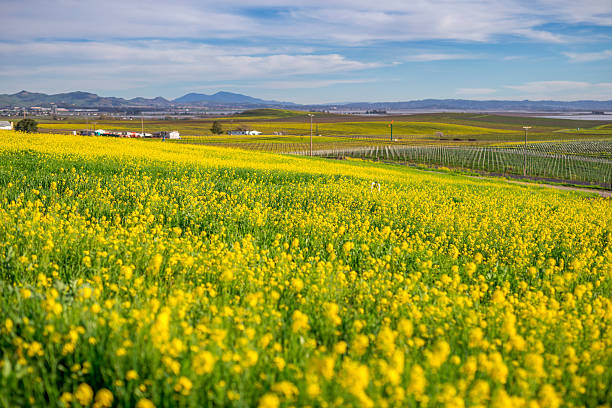 ブドウ園の春、カリフォルニア州ナパ - vineyard panoramic napa valley california ストックフォトと画像