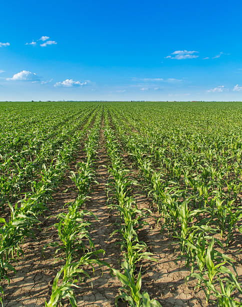 istock Growing corn field, green agricultural landscape 510612673