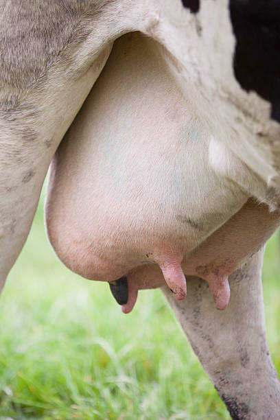 istock udder of black and white cow in meadow 510612907