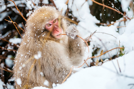 A wild Japanese Macaque Monkey (Snow Monkey) eating a tree branch, photographed in the wild during winter near Nagano, Japan.
