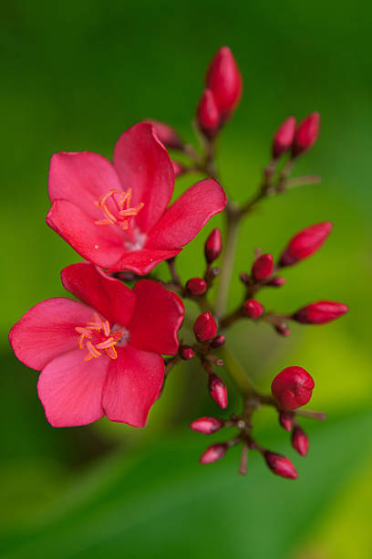 Red Flower stock photo