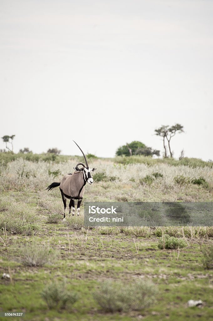 Oryx in Botswana Game Reserves Oryx (Gemsbok) walking through the grasslands in Game Reserve. Central Kalahari, Botswana. Africa Africa Stock Photo