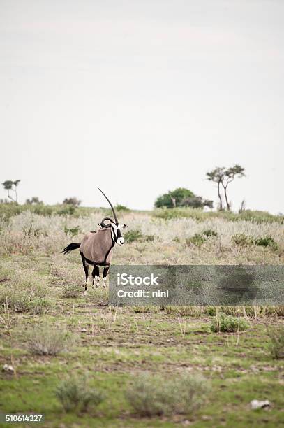 Oryx In Botswana Game Reserves Stock Photo - Download Image Now - Africa, Animal, Botswana