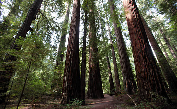istock Northern California Redwood Forest 510614376