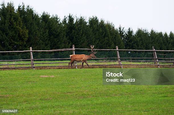 White Tailed Deer Stock Photo - Download Image Now - Animal, Animal Wildlife, Antler