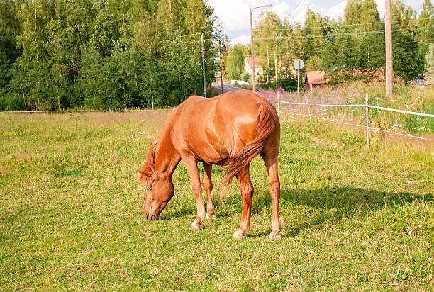 istock Horse on the farm 510614719