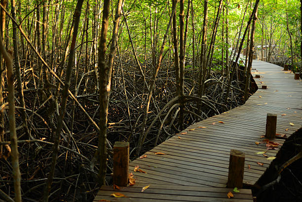 istock Mangrove forest with wood Walk way 510614815