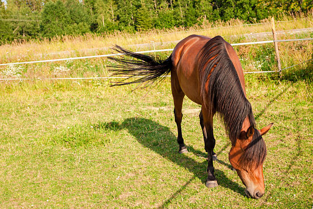 istock Horse on the farm 510614859