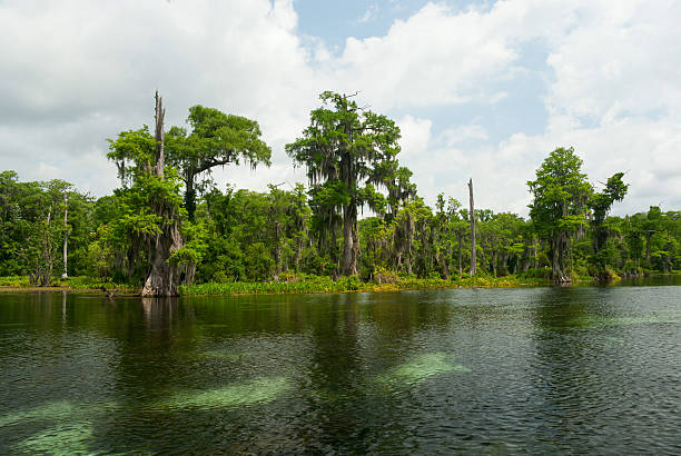 istock Wakulla Springs State Park, Florida, USA 510614924