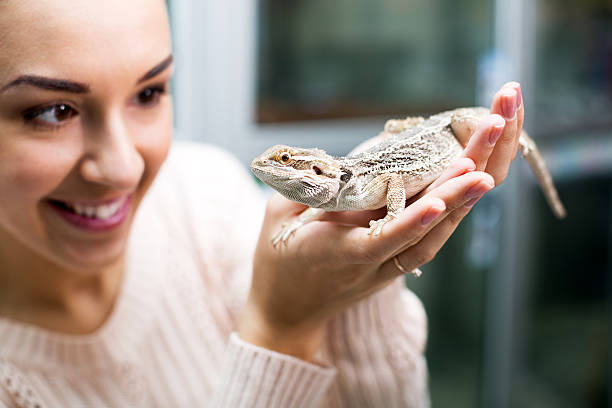 istock Female customer watching brown gecko 510615020