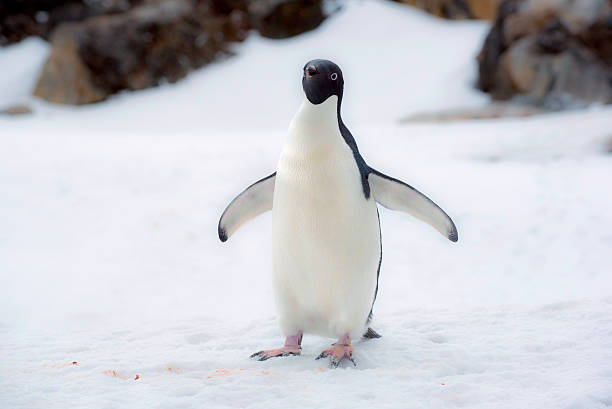 istock Adelie Penguin Portrait 510615134