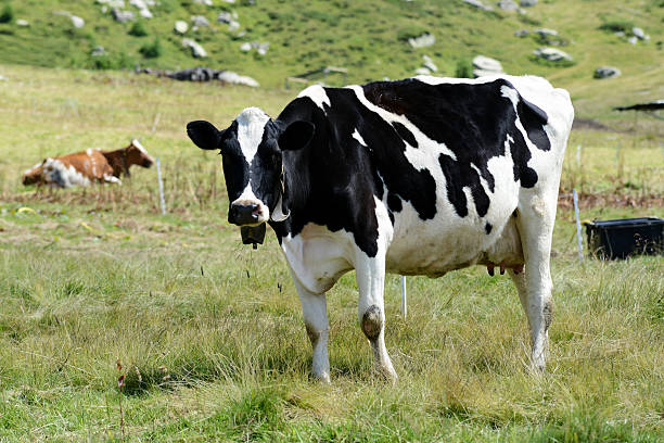 istock Black and white holstein cow 510615579