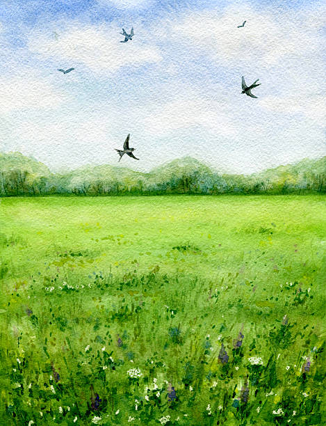 летний вид зеленый луг и flying birds. - grass area illustrations stock illustrations
