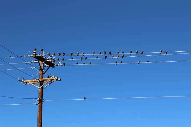 istock Multiple Pigeons Perched on Telephone Wires 510616154