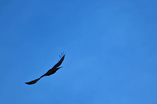 istock Crow Against Blue Sky, Flying Away 510616286