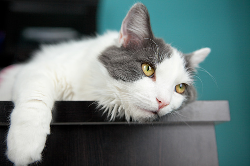 A cute white and gray cat hanging on the edge of a desk.