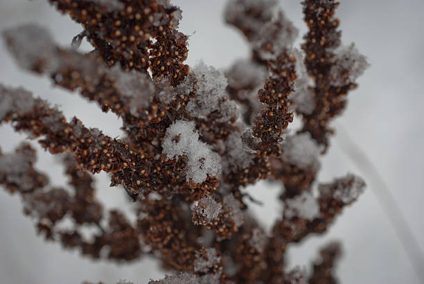 istock Goldenrod in Winter 510616740