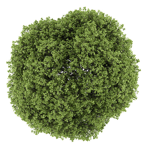 istock top view of small-leaved lime tree isolated on white background 510617313