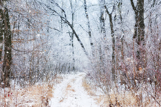 istock Winter road in the forest 510617542