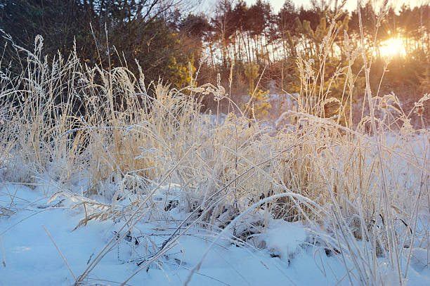 istock Frozen plants in early morning close up in winter 510618426