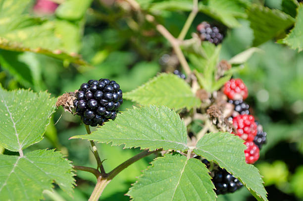 istock Blackberries on a branch close-up 510618439