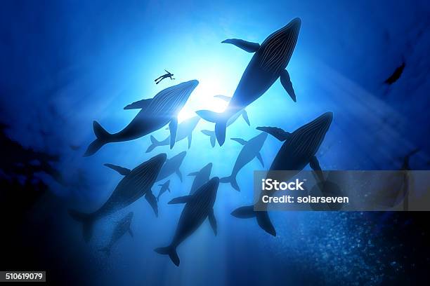 Humpback Whale Migration Stock Photo - Download Image Now - Whale, Humpback Whale, Sea