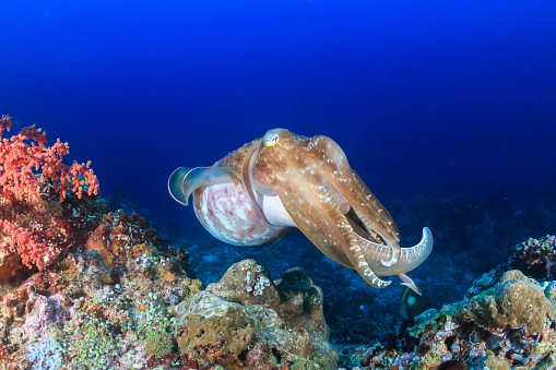 Large Cuttlefish on a coral reef