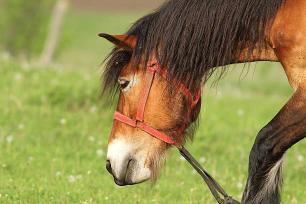istock brown horse portrait 510620100