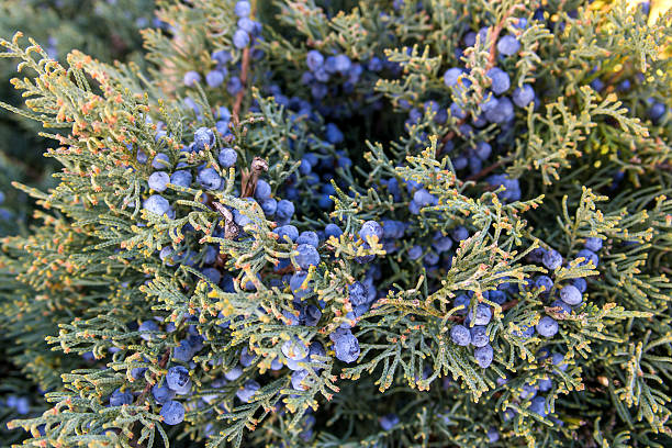 berry-like - Juniperus excelsa The close-up of  cone - berry-like - Juniperus excelsa, commonly called the Greek Juniper. This blue berries are used as spices and in herbal medicine. juniperus excelsa stock pictures, royalty-free photos & images
