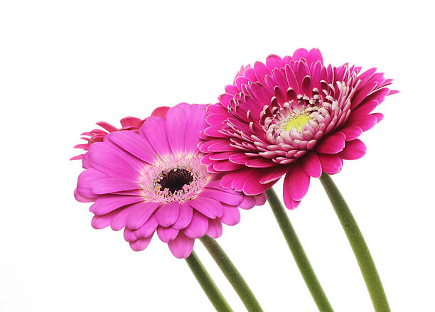 istock Transvaal daisy in a white background 510621792