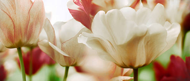 istock spring tulips in a garden, high key 510622404