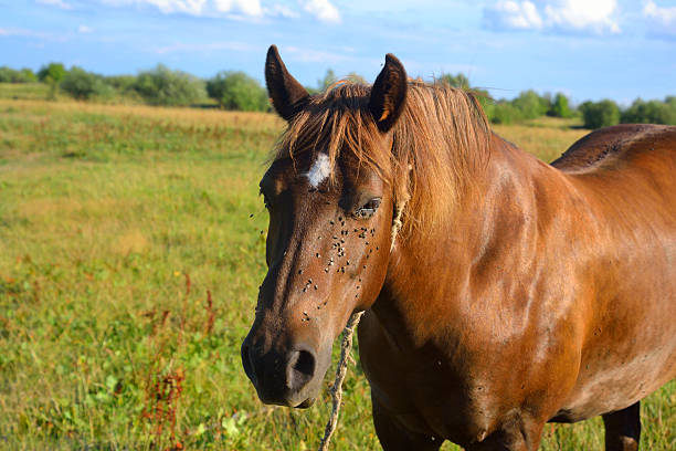 istock Portrait of a horse. 510622852