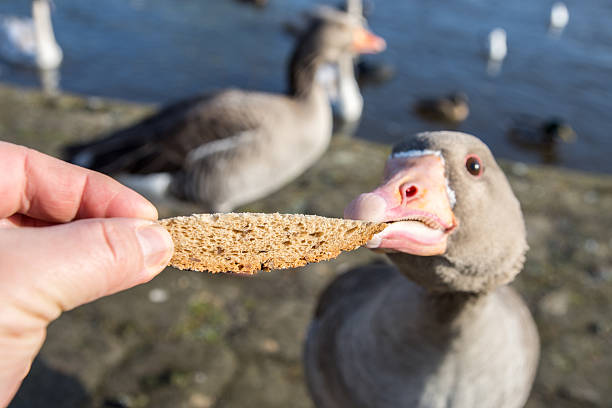 Human hand feeding wild duck, close-up with selective focus stock photo