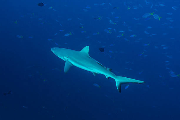 istock Grey reef shark, Blue Corner - Palau 510623050