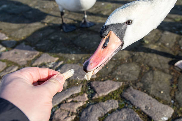istock close-up of feeding a white swan with hand 510623626