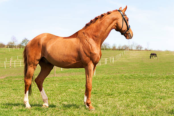 istock Purebred braided red stallion standing on pasturage. Exterior image. 510623680